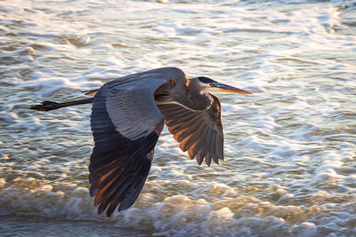 Bird flying over lake