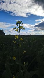 Close-up of flowers blooming on field against sky