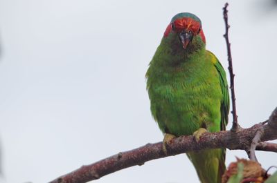 Low angle view of parrot perching on tree