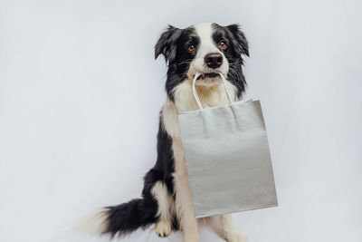 Portrait of dog against white background