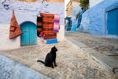 Dog in a alley