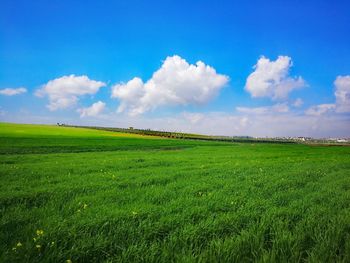 Scenic view of agricultural field against sky