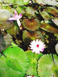 Close-up of lotus water lily in pond