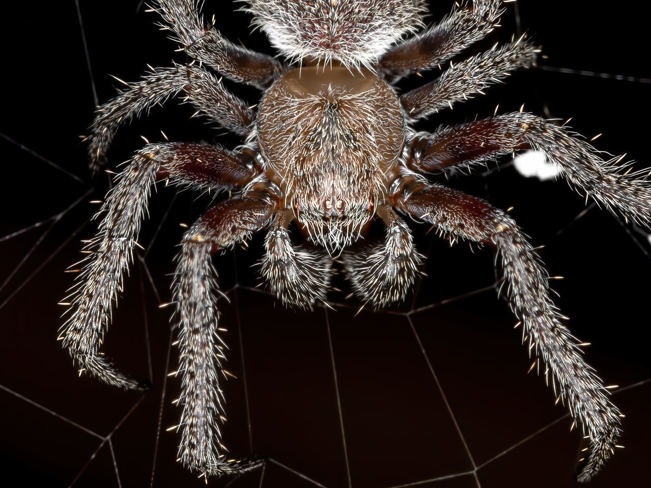 MACRO SHOT OF SPIDER ON WEB