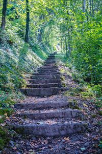 Footpath amidst trees in forest