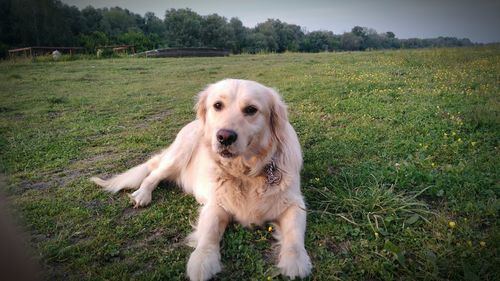 Close-up portrait of dog on field