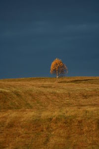 Single tree on field against blue sky