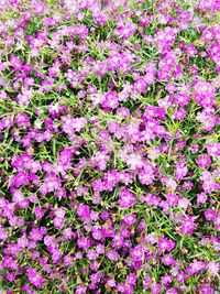 Close-up of pink flowering plants