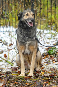 Portrait of a dog looking away