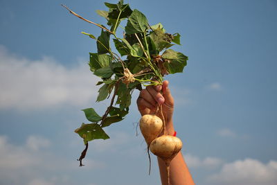 Human hand holding turnip against the blue sky