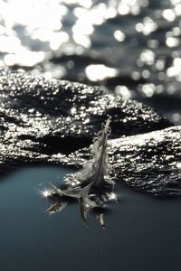 Close-up of turtle in water