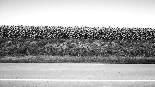 Trees in field