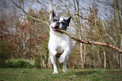 Dog running on field