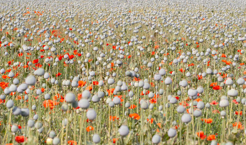 Close-up of flowering plants on field