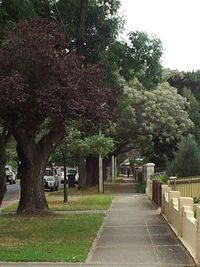 Empty footpath amidst trees in park