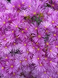 Full frame shot of purple flowering plants