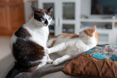 Cat sitting at home