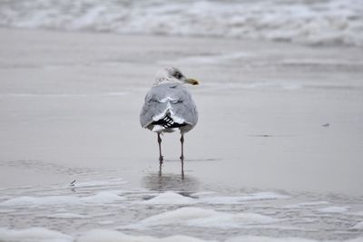 Seagull on beach