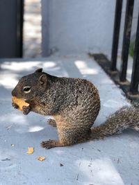 High angle view of squirrel eating food