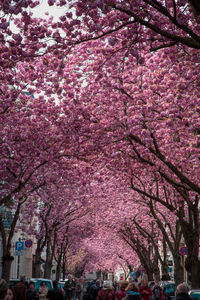 Pink cherry blossoms in spring