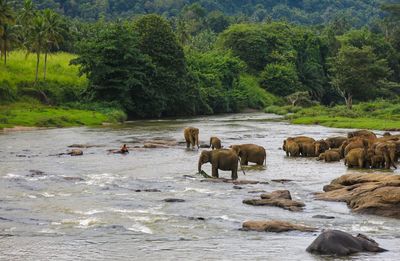 Horses in a river