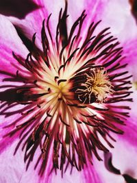 Close-up of pink flower blooming outdoors