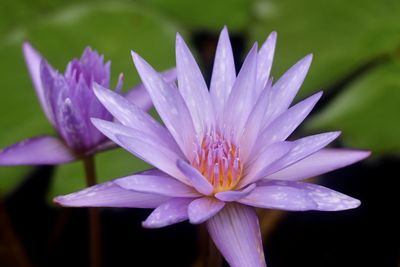 Close-up of purple water lily