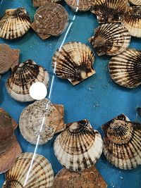 High angle view of oyster shells on table