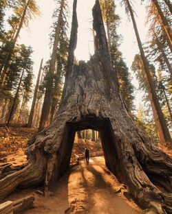 Man seen through tree trunk in forest during sunset