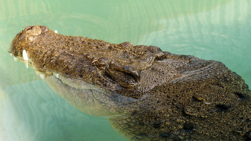 High angle view of a turtle in lake