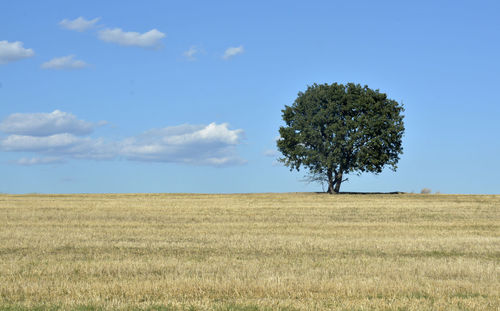 Tree on field against sky