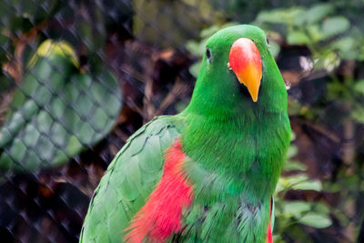 Close-up of parrot perching on leaf
