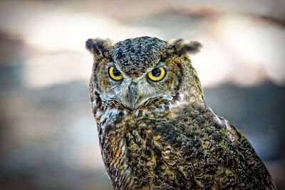 Close-up portrait of owl