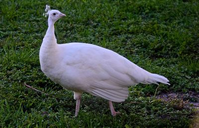 Close-up of bird perching on field