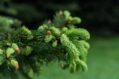 Close-up of fresh green leaves