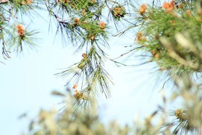 Low angle view of pine tree against sky