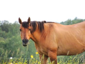 Horses on grass against clear sky