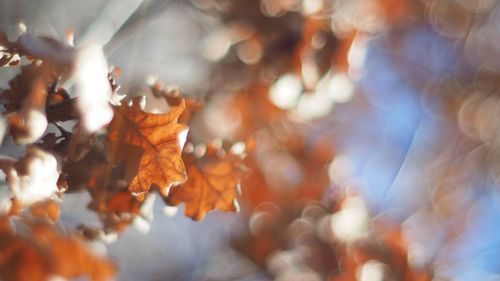 Low angle view of leaves on sunny day during autumn