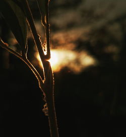 Close-up of plant against blurred background