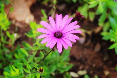 Close-up of purple flower