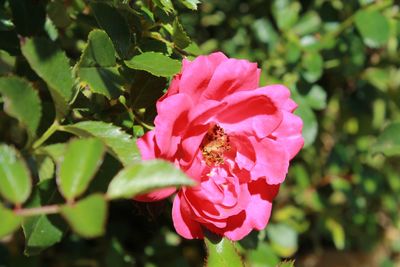 Close-up of pink flower blooming outdoors