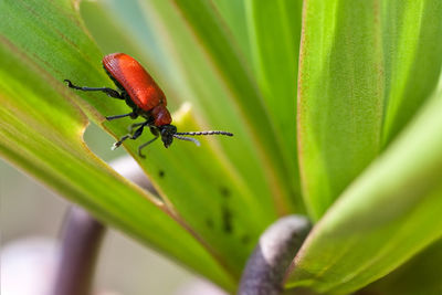 Close-up of insect on plant