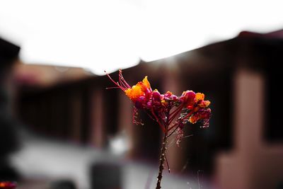 Close-up of red flowering plant against sky