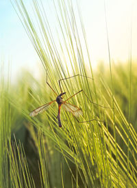 Close-up of insect on grass