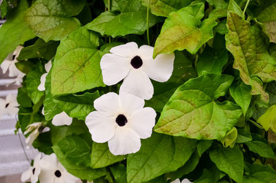 Close-up of flowers