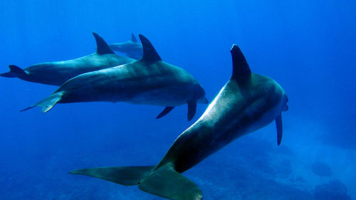 Close-up of fish swimming in sea