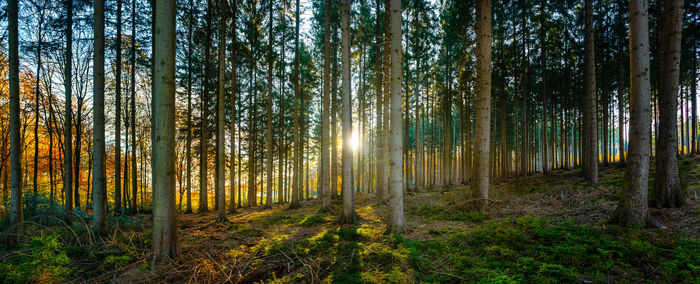 Pine trees in forest