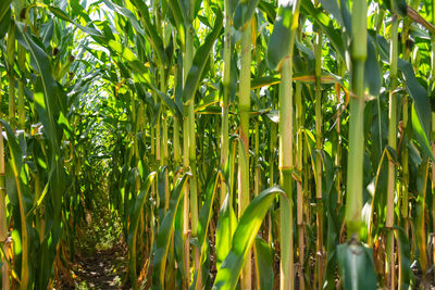 Close-up of bamboo plants on field