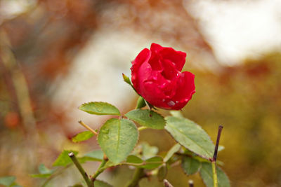 Close-up of red flower blooming outdoors