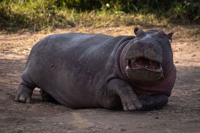 Close-up of a horse lying on field